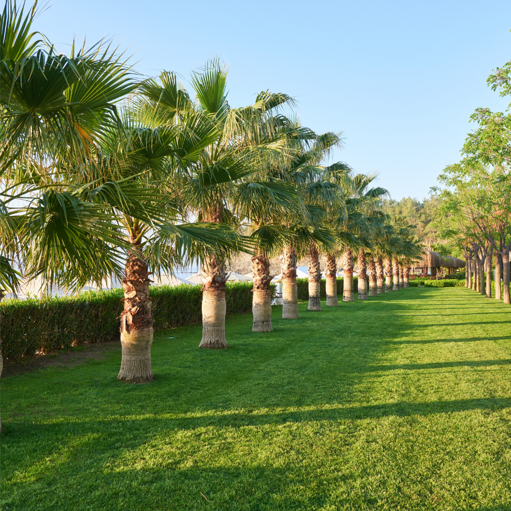 Avenue Trees